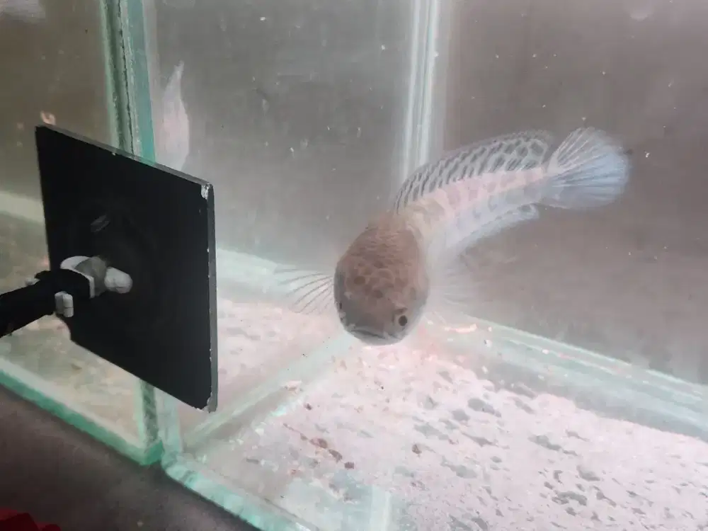 Channa maru batik yellow real pict genetik batik