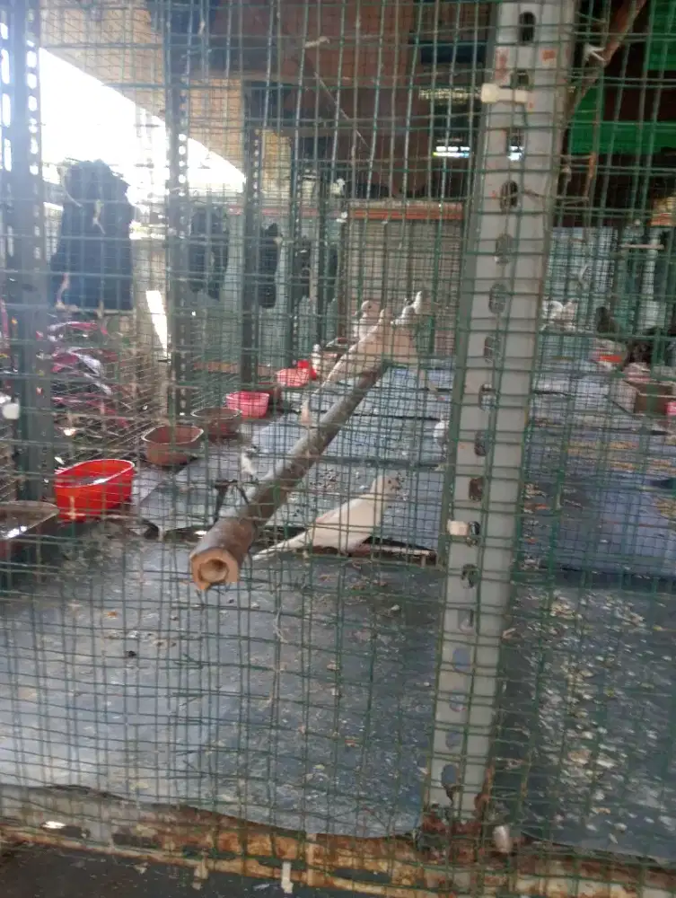 Jual perkutut warna p.lurik p.kapas.cemani golden.udan mas