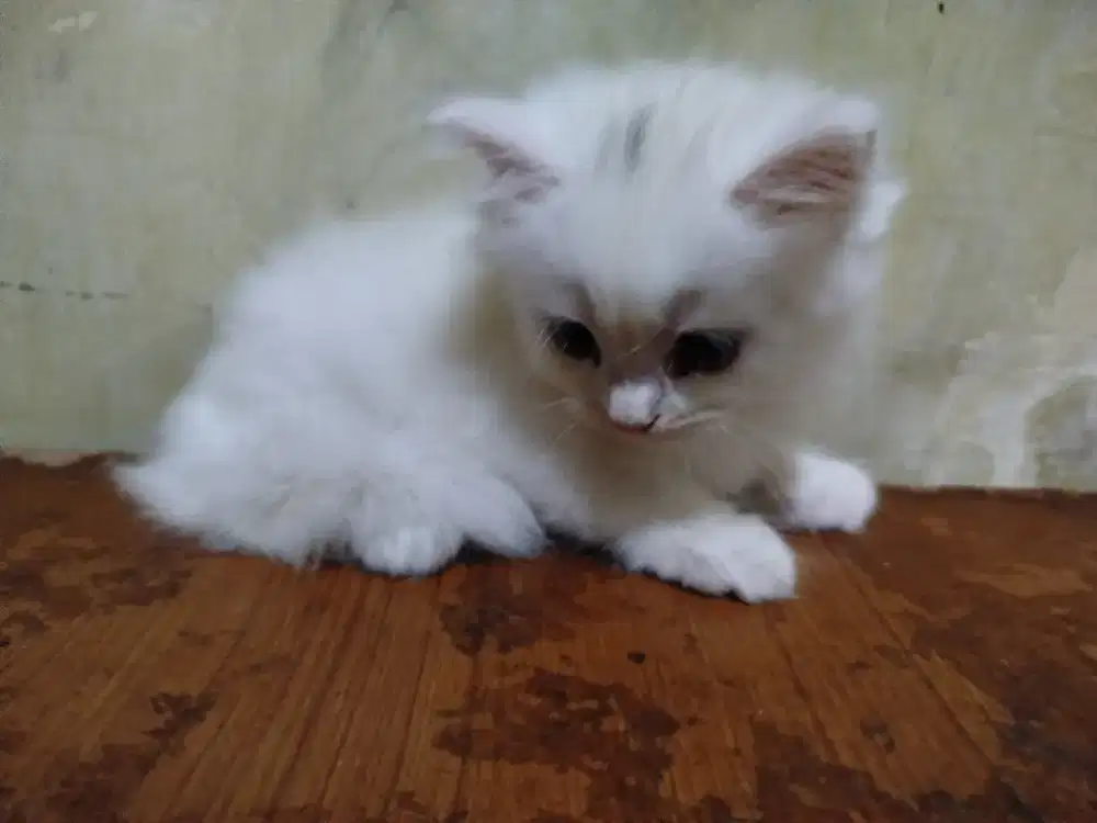 Dijual kucing persia ada 5 ekor