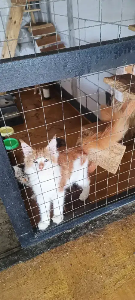 Mainecoon kitten nonped