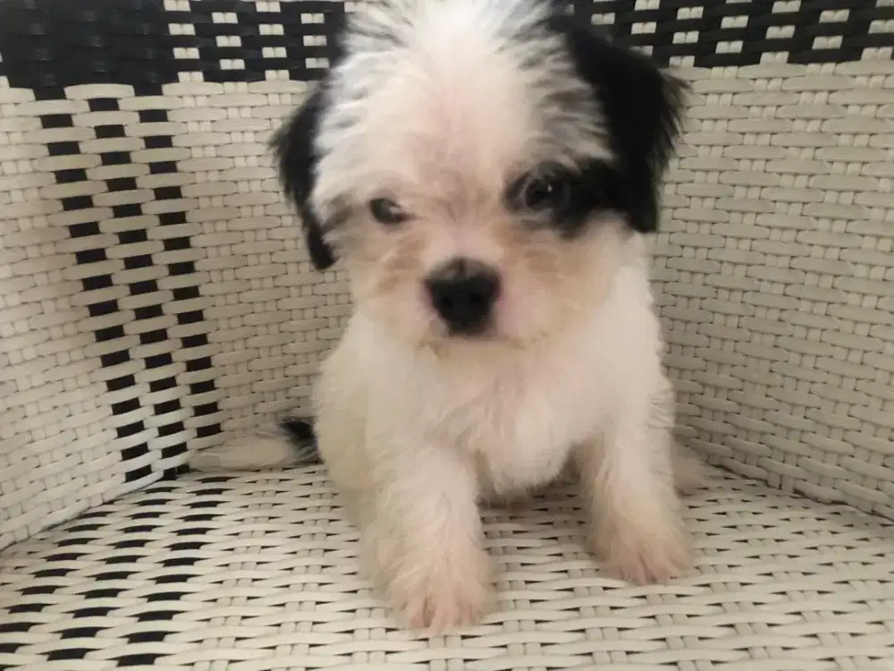 Anakan anjing shitzu jantan