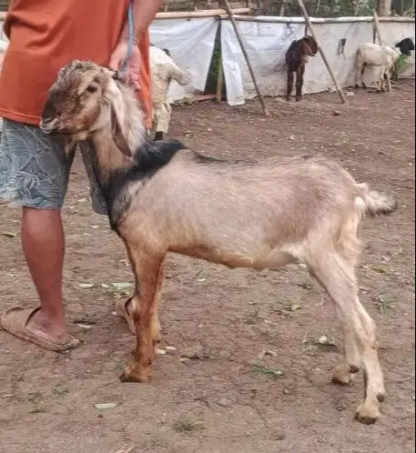 paketan 25 ekor kambing qurban jantan 30-35kiloan buat pedagang kurban