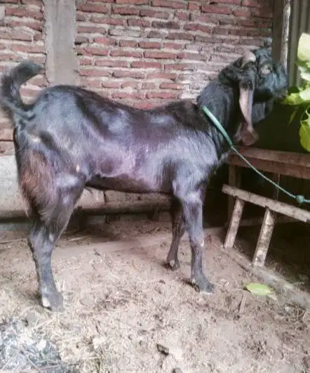 obral 25 ekor kambing qurban 30-35kiloan untuk pedagang kurban musiman