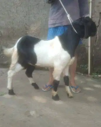 kambing qurban kiloan 40kilo-an 1 tahunan siap kurban terbaik 2026 top