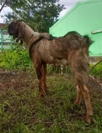 obral 25 ekor kambing qurban 30-35kiloan untuk pedagang kurban musiman