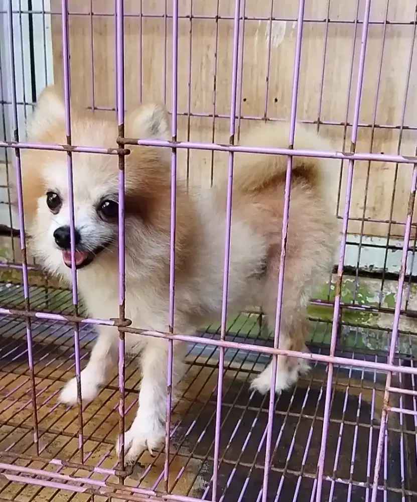 Mini pom jtn no stb raja kawin.. Bulu habis d potong