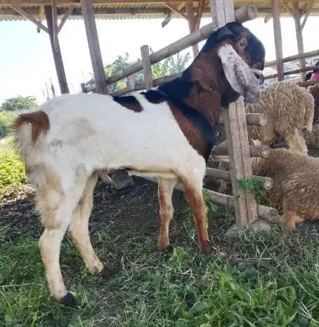 borongan 25 ekor kambing kurban 30-35 kiloan buat pedagang qurban puas