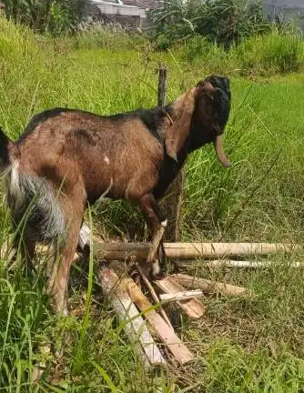 borongan 25 ekor kambing kurban 30-35 kiloan buat pedagang qurban puas