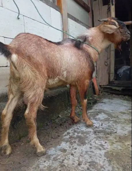paket 25 ekor kambing kurban 30-35kiloan buat pedagang qurban musiman