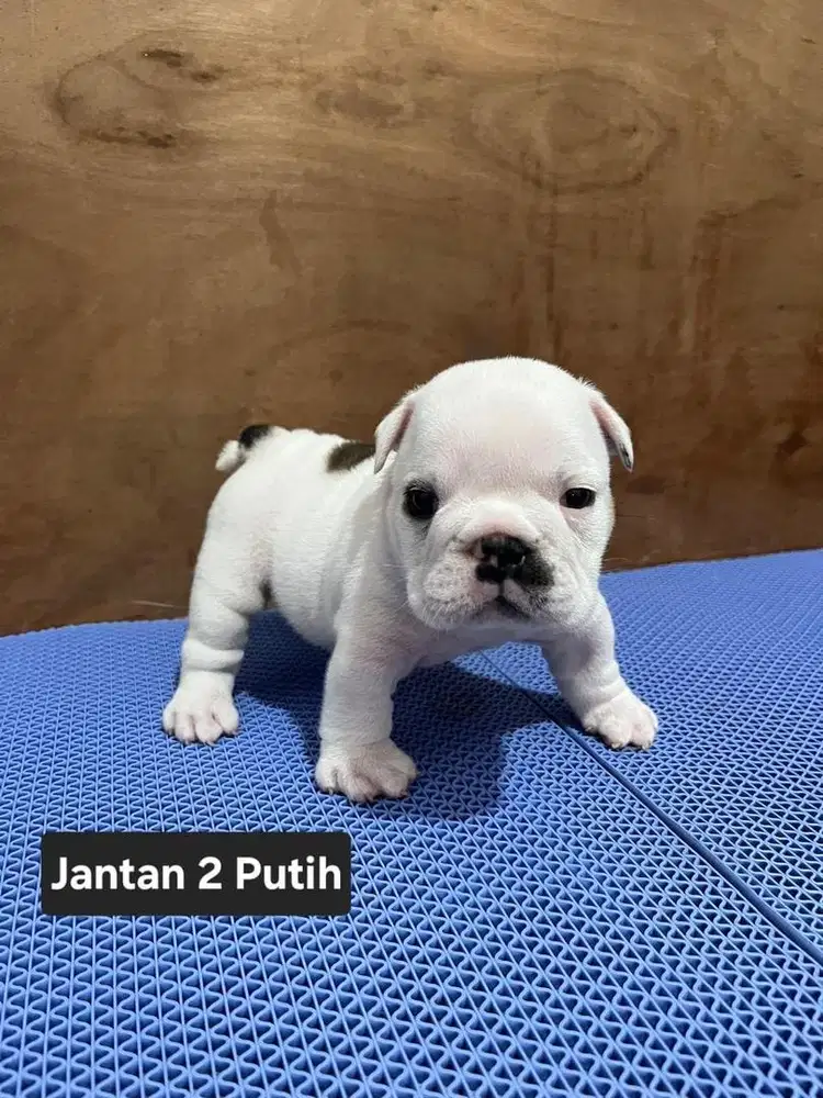ENGLISH BULLDOG PUTIH (JANTAN)