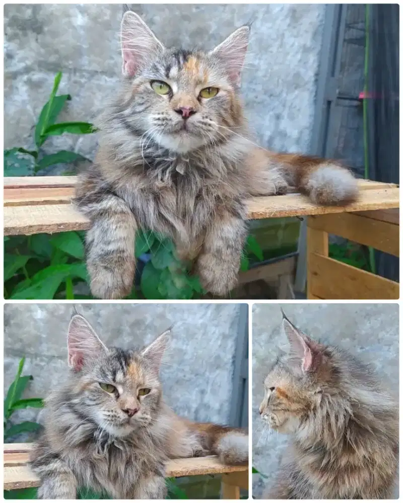 Kucing Mainecoon betina nonped 5 bulan sangar