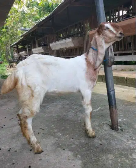 25 ekor kambing jantan qurban 30-35kiloan buat pedagang kurban musiman