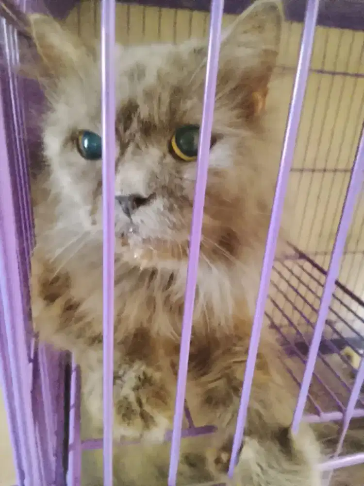 La kucing Persia dan anaknya