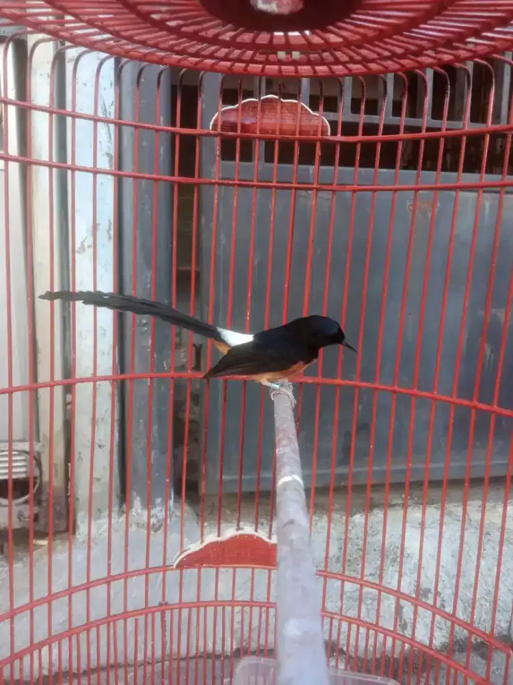 murai batu muda gacor