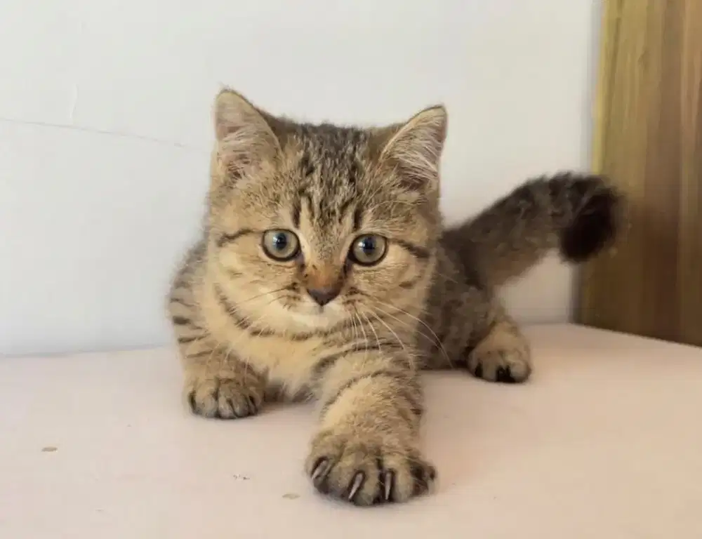 BSH British Short Hair non ped