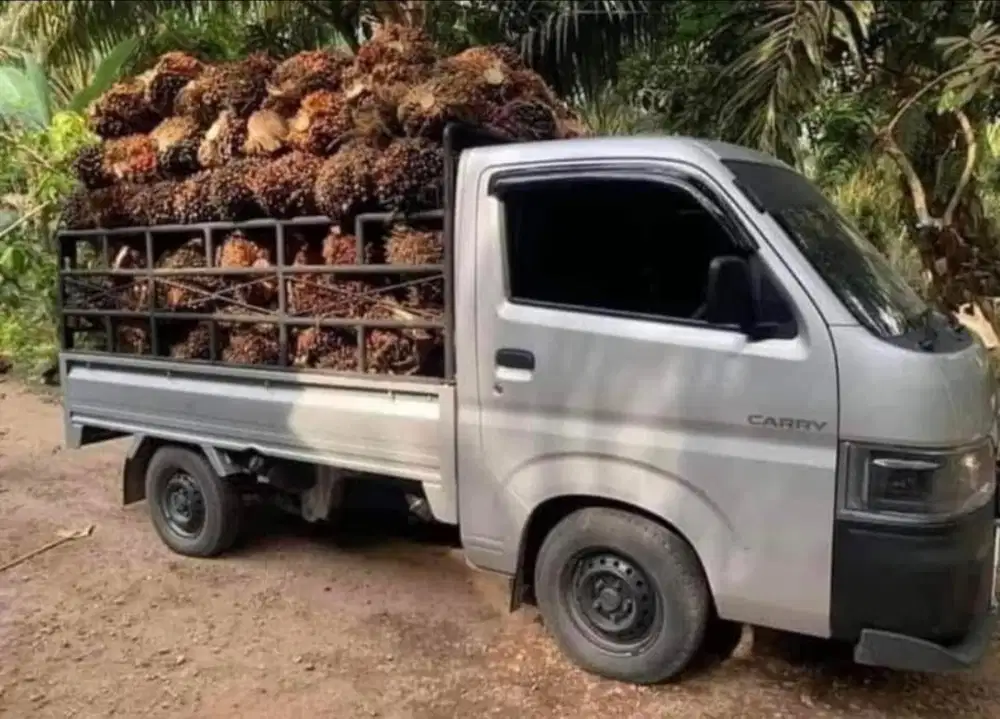 suzuki new carry pick up fd flat deck buka bak 1