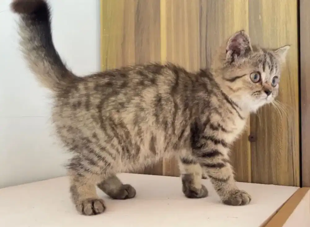 BSH British Short Hair nonped