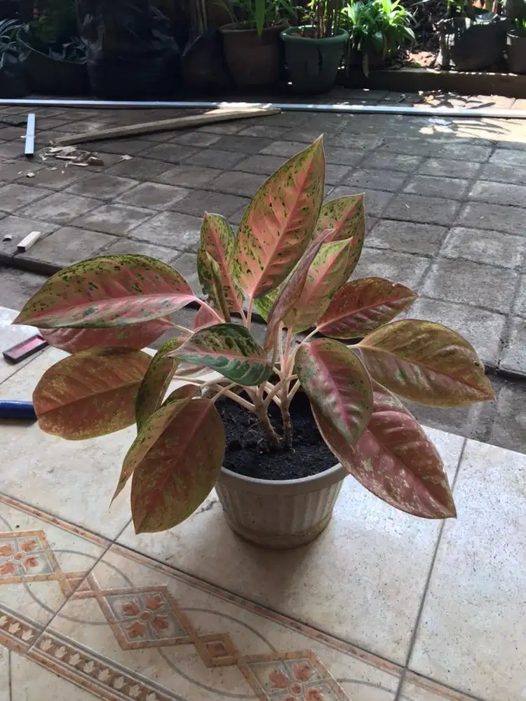 MURAH TANAMAN 30 rb - 75 rb