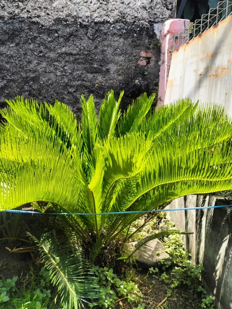 Dijual tanaman sikas