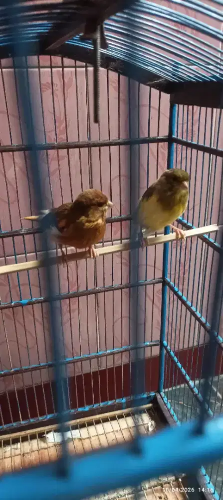 Jual kenari AF satu pasang