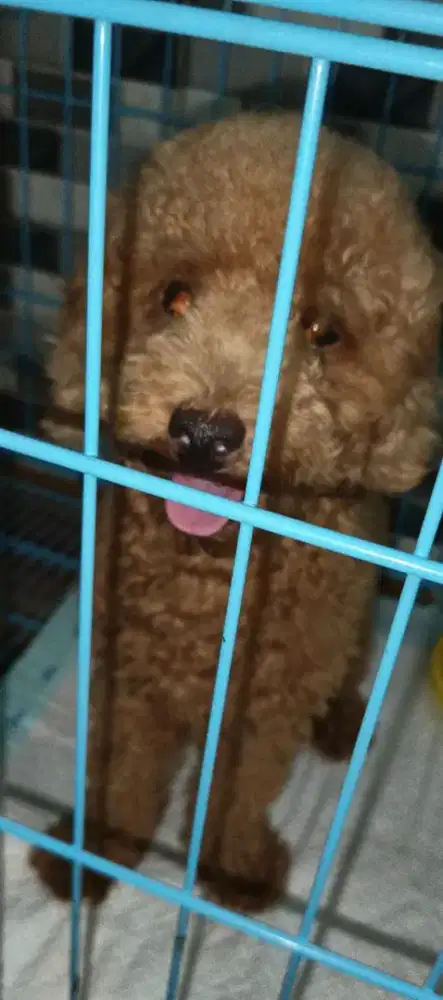 toy poodel jantan non stb. vaksin