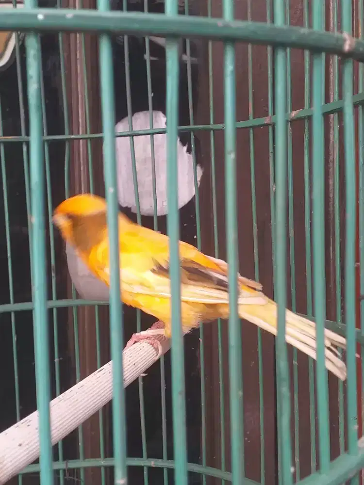 Kenari bon oren loper dah rajin bunyi