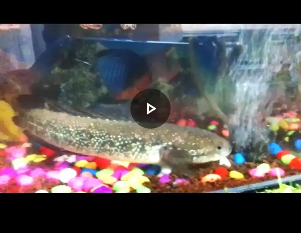 Jual Ikan Cana asiya Tika 27cm