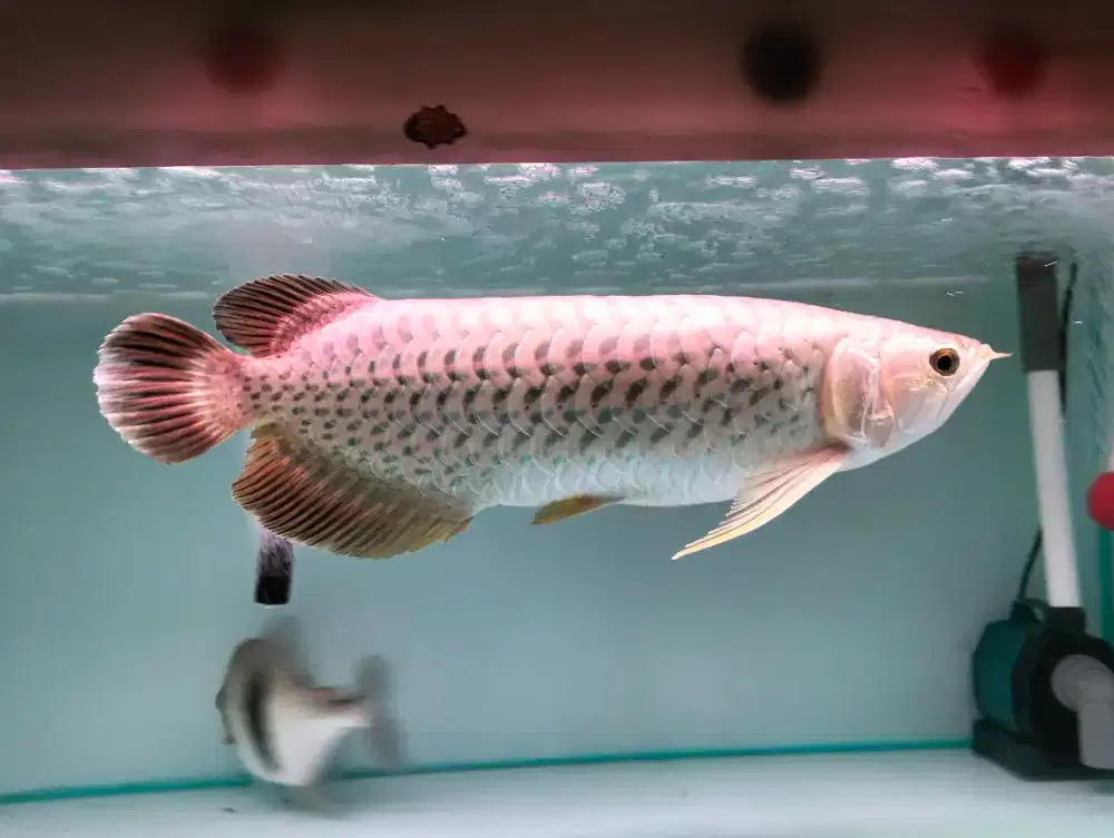 Ikan arwana green Pino