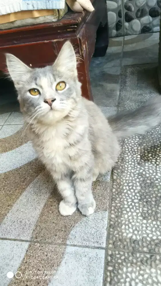Kucing betina abu gimbul 6bulan jalan