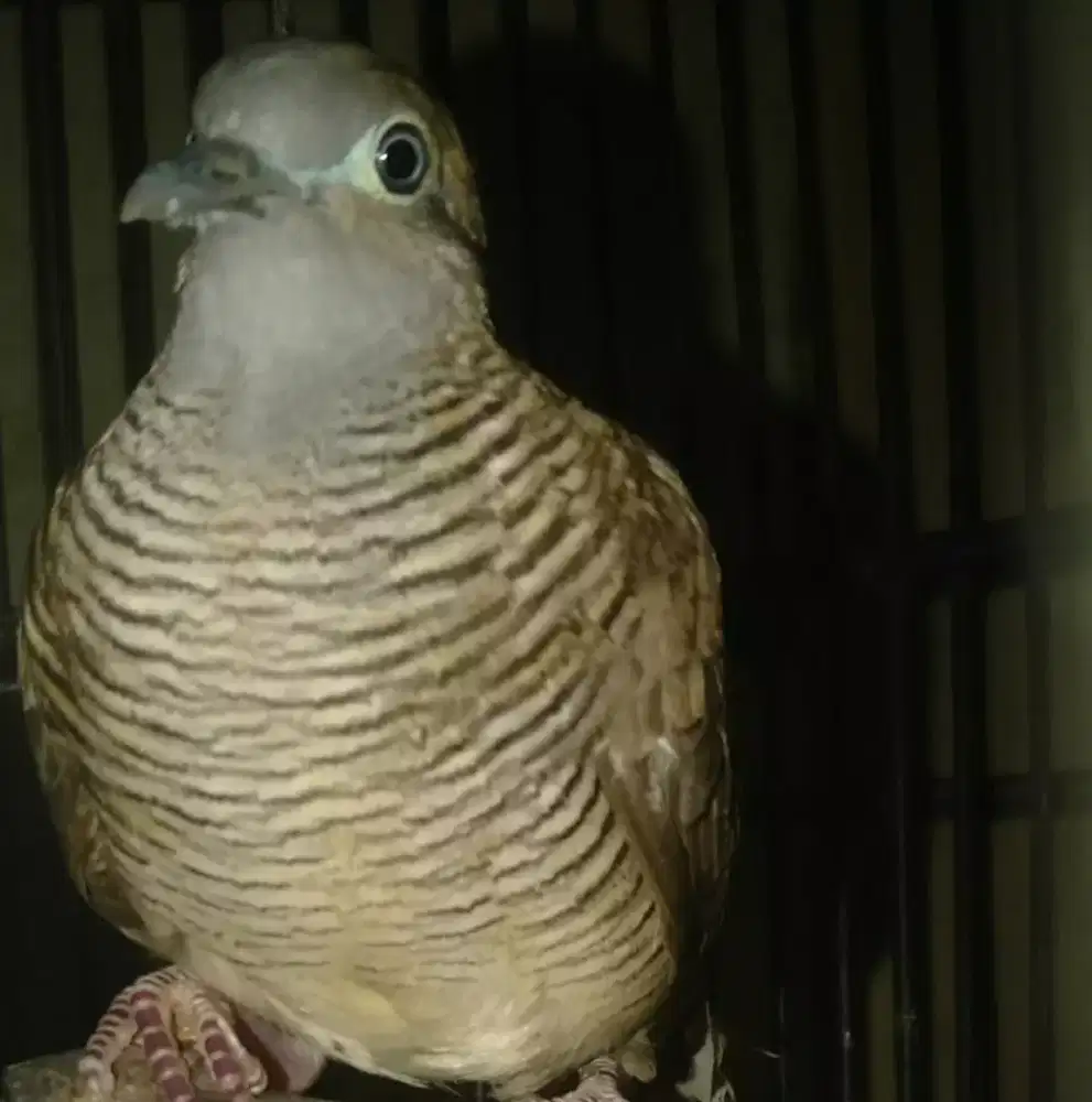 Perkutut lokal alam kalung tepuk super