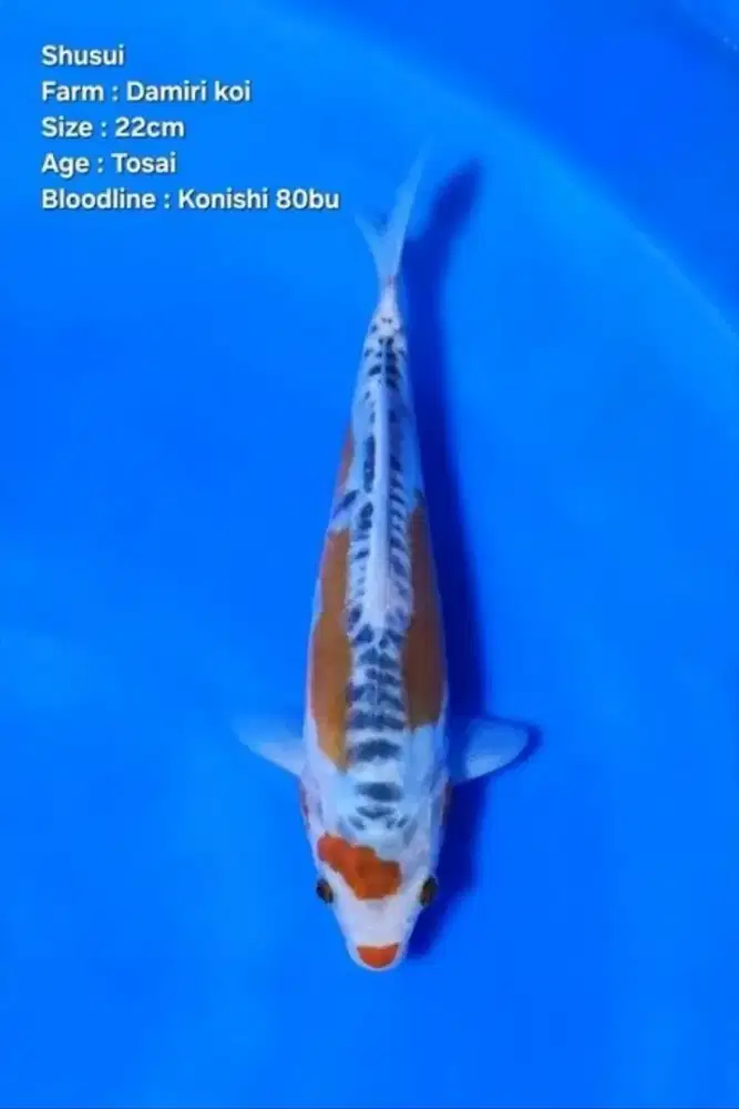 Koi Hana Shusui
