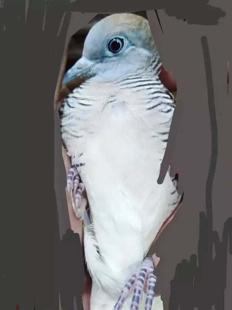 Perkutut Rupo Cahyo super lokal