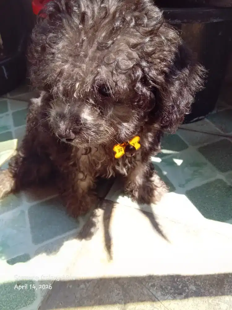 Dijual Puppy Black Silver Puddle usia 3bln..Sehat.. standbum minat WA