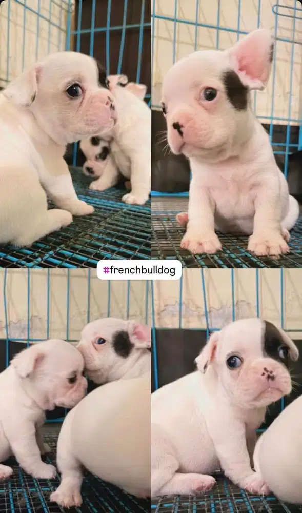 Anjing French bulldog