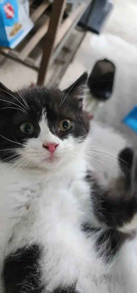 Lepas Adopt Kucing Betina BSH (British Shorthair) Munchkin mix Persia