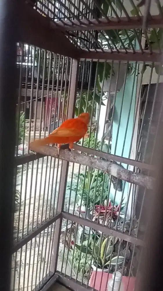 Kenari merlo Bunyi lag beresin bulu