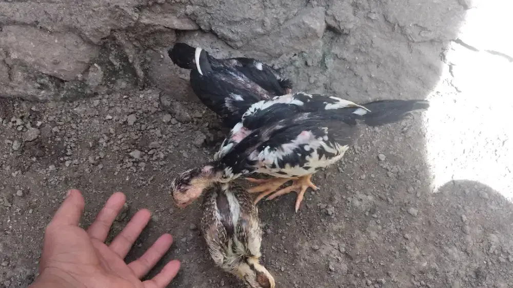 Jual ank ayam pkhoy umur 2 bulan yng satu sebulan