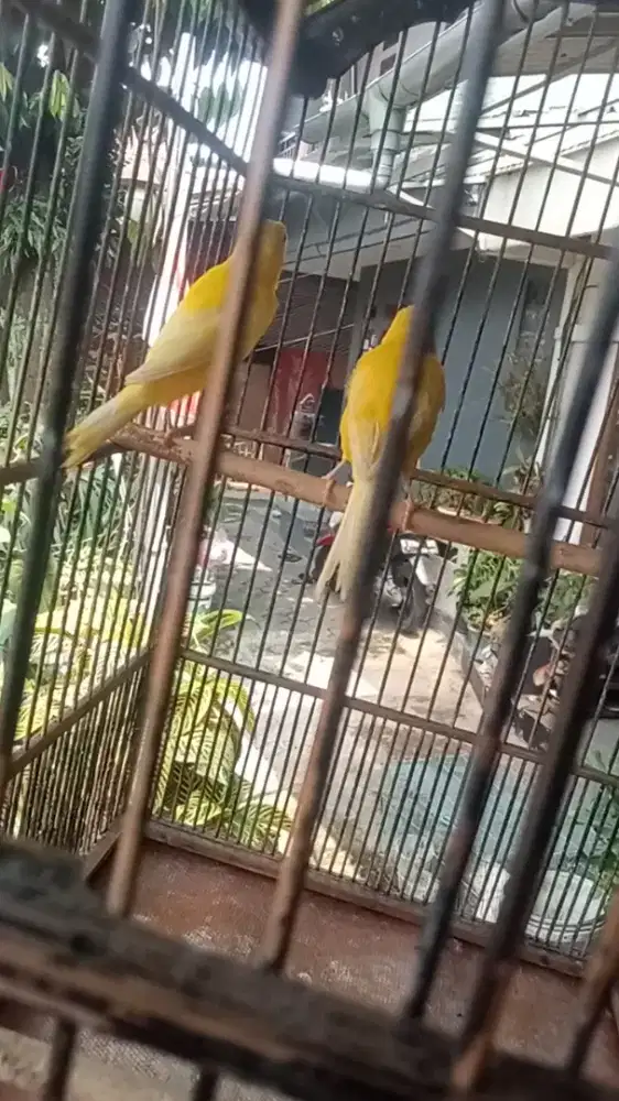 Kenari jodoan stabilo