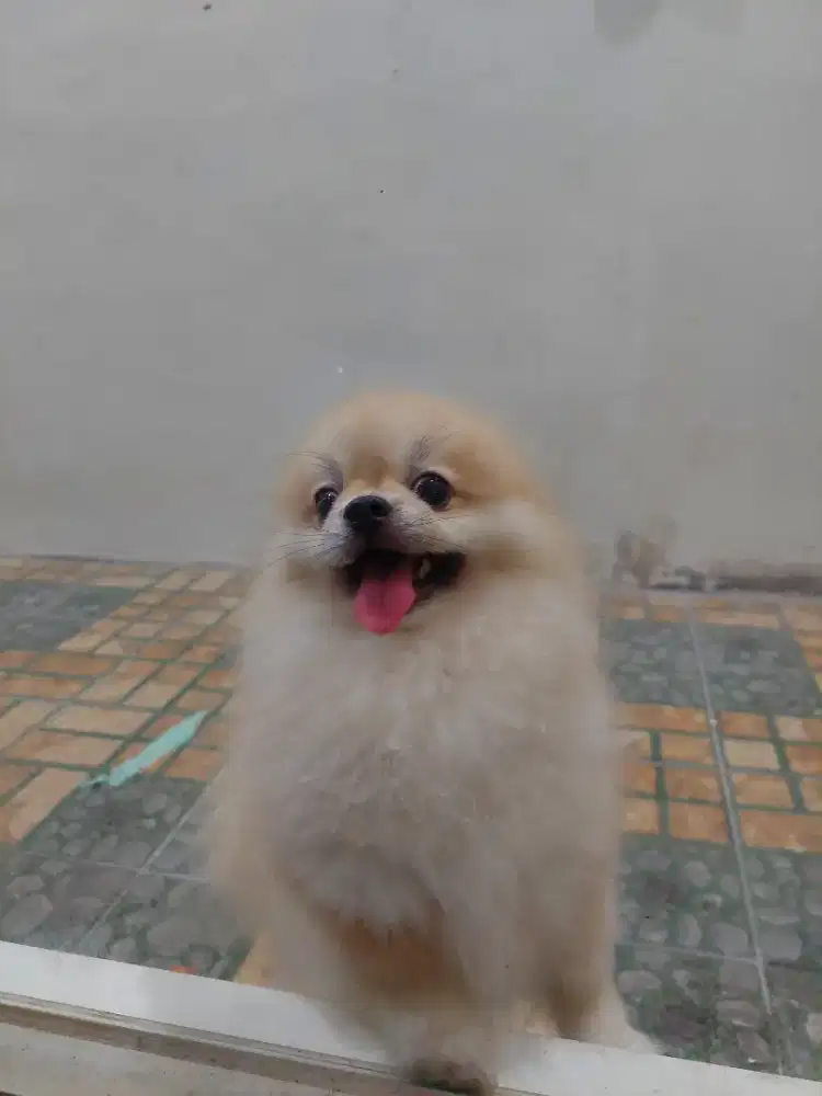 Anjing minipom jantan 8bulan