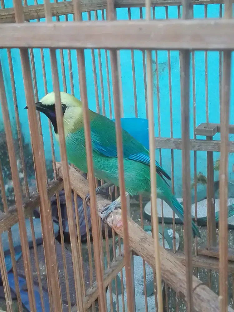 Lovebird JOSAN 500 burung mapan kaki NYISIK kering isian byk