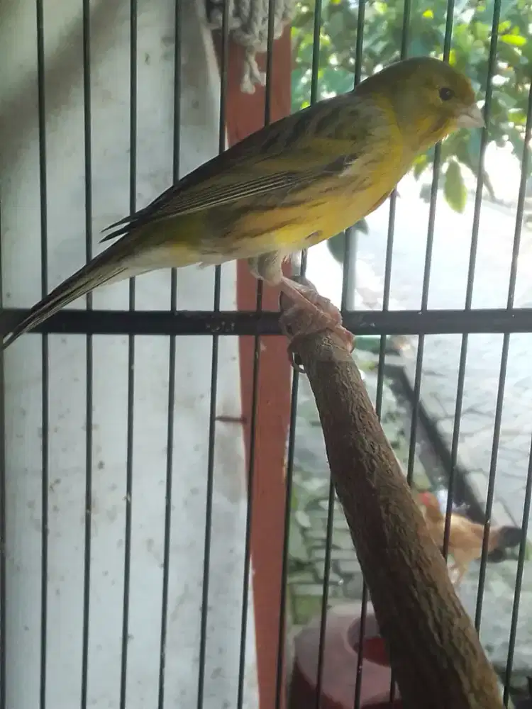 EDISI BANTU ANAK KENARI AF IRAMA ENAK GACOR 700 FULSET