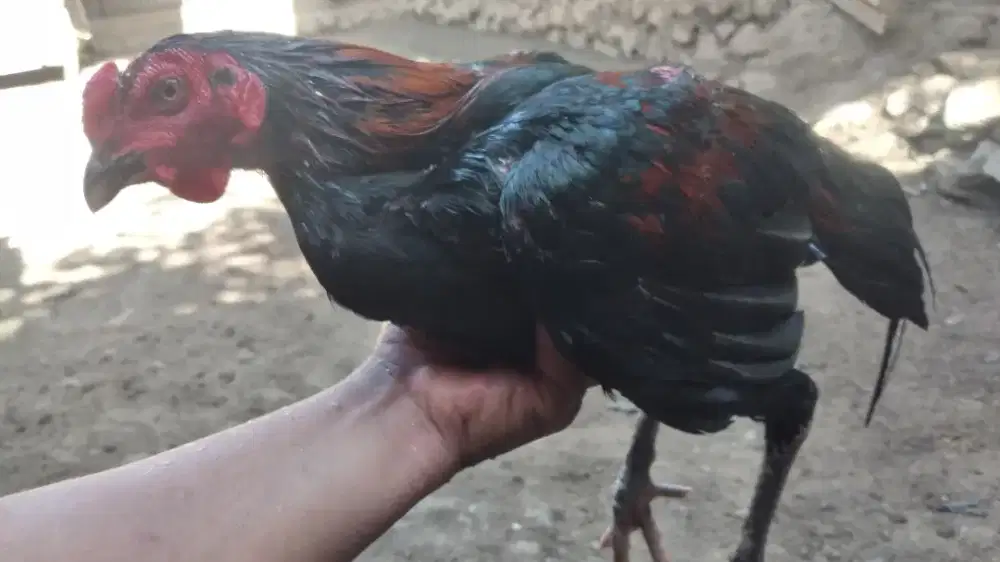 Jual ankkan ayam bngkok khoytrad pukul oke.