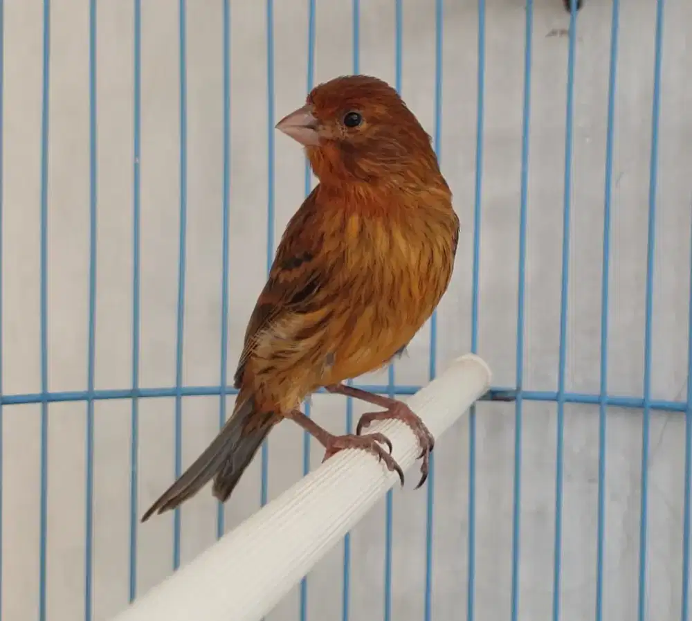 Kenari rutbren polos paud jantan