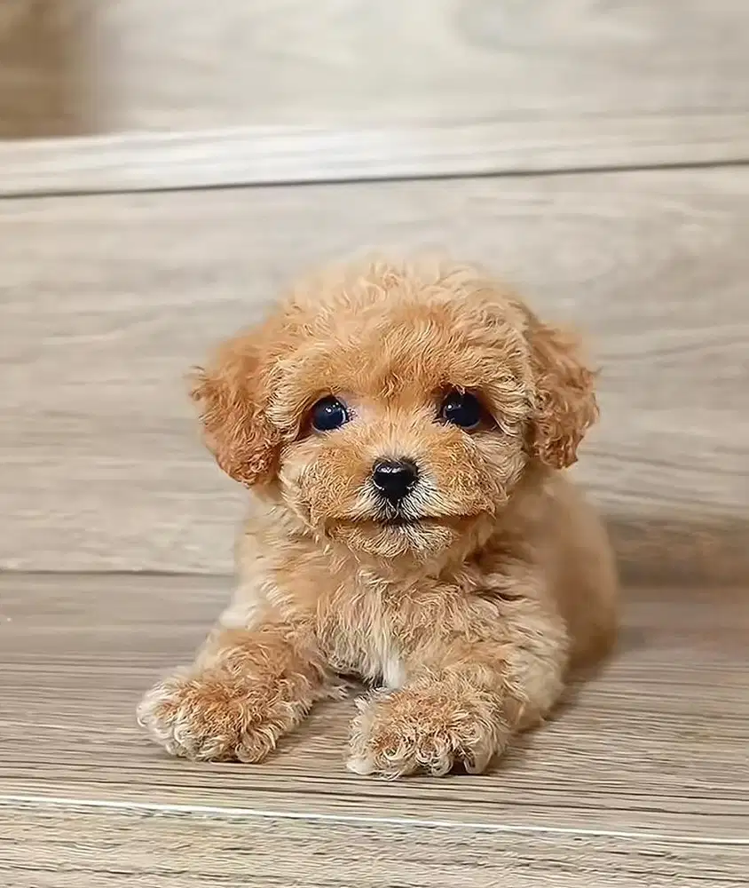 Anjing poodle Teacup