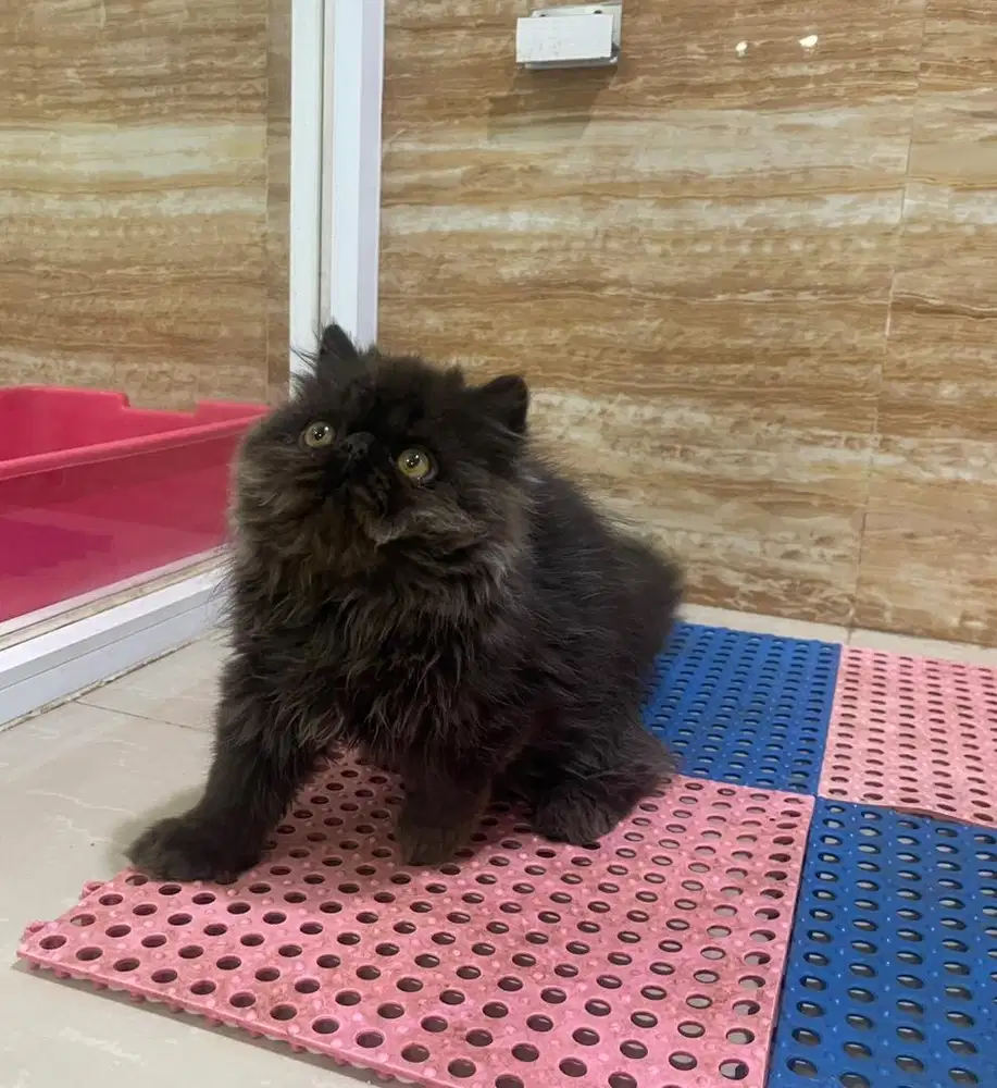 Kucing persian black solid jantan 4 bulan