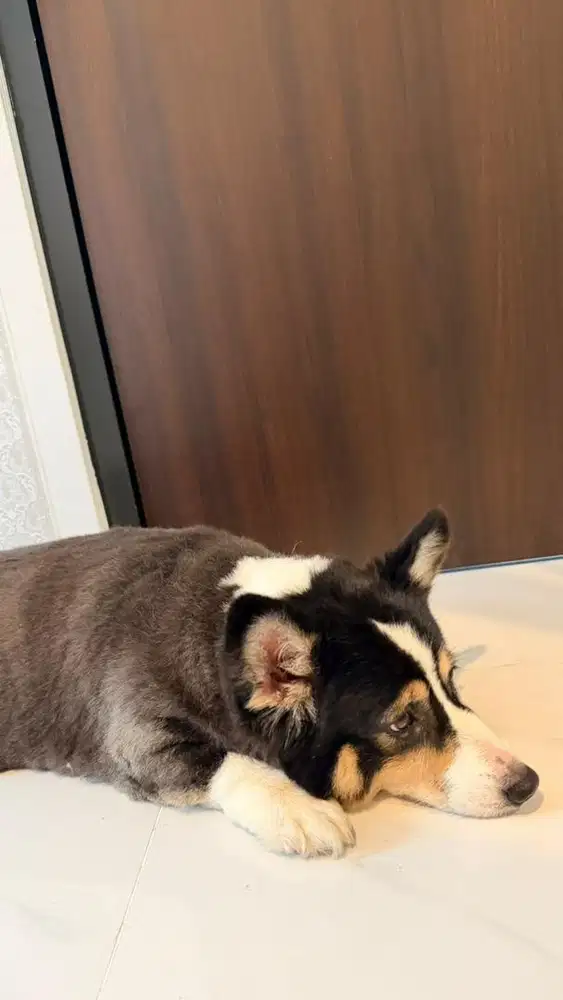 Corgi Champion Cewek