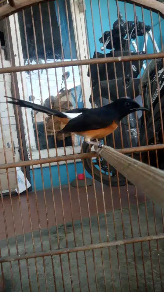 Murai medan usia 8bulan siap breed