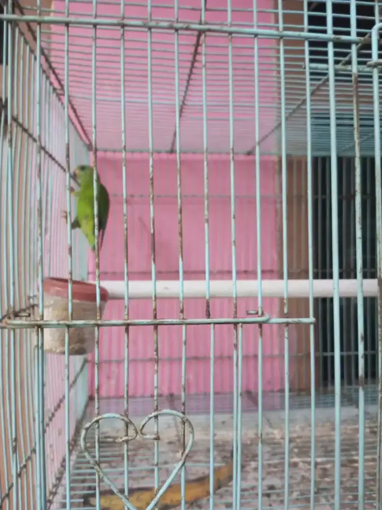 Burung Hijau masteran