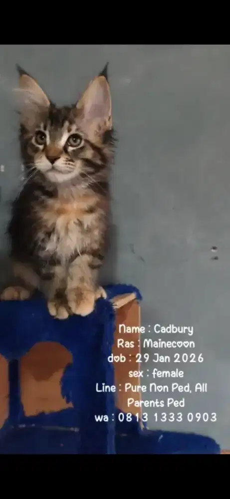 Kitten Mainecoon pure murahhhh