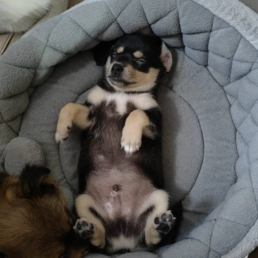 Di jual anak anjing chihuahua mix umur 2 bulan cowo lucu banget manja